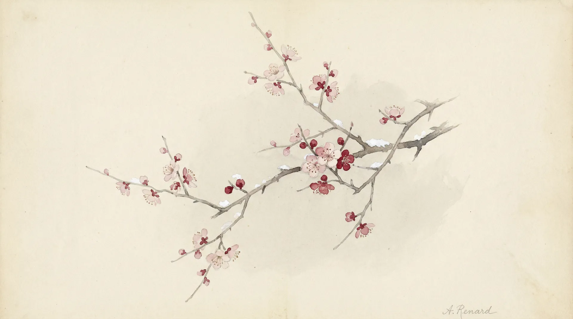 冬日梅花水彩画 - 探花