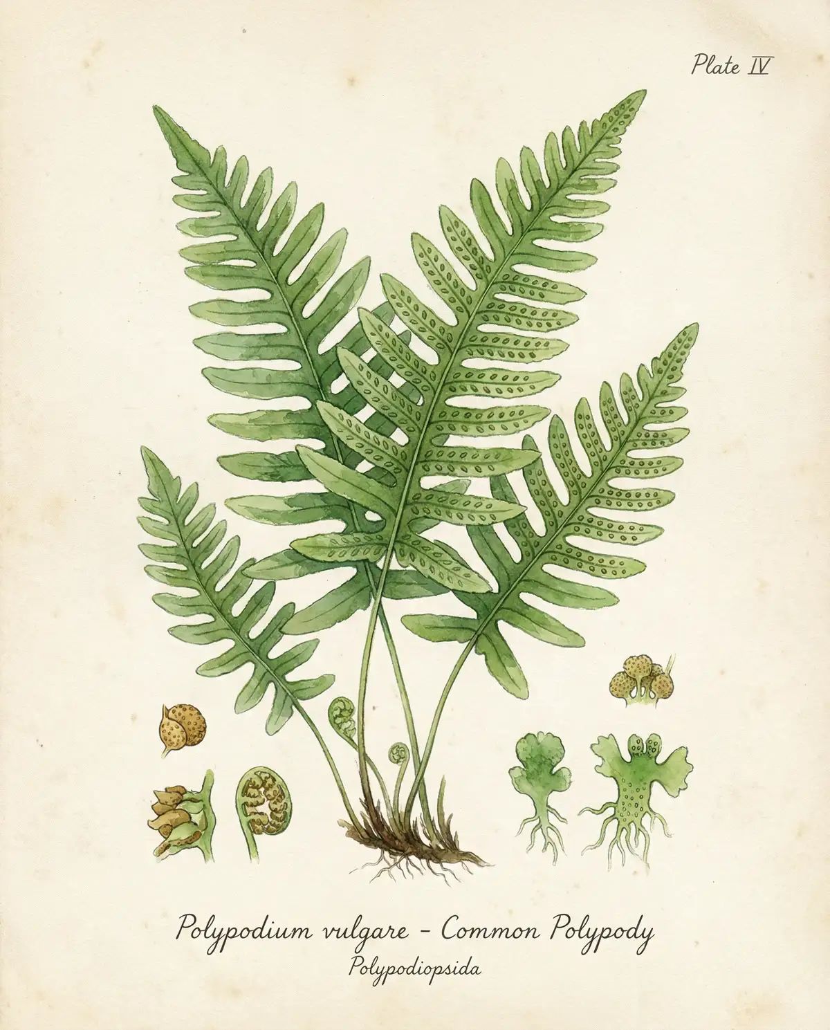 蕨类植物水彩图鉴 - 探花